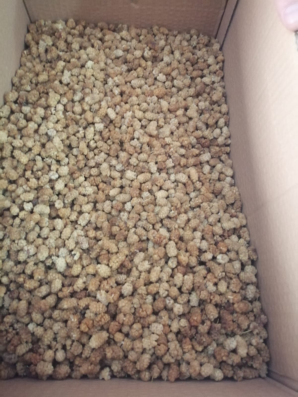 Dut Kurusu 500 gr